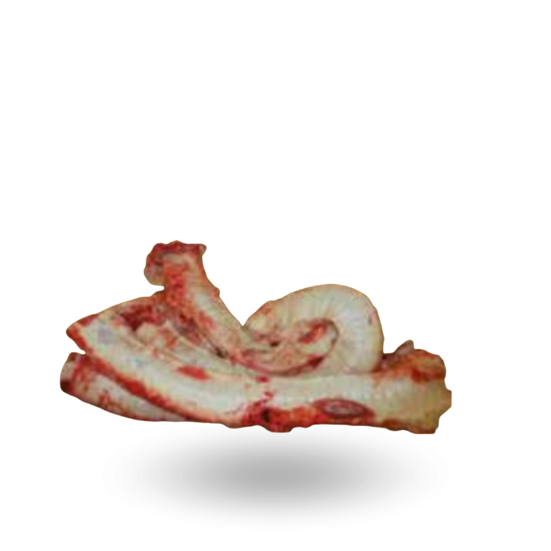 Tchawica wołowa.png